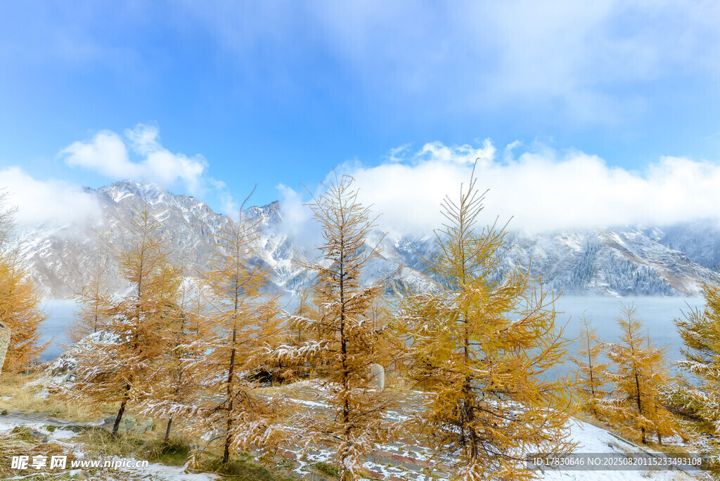 雪山下的金黃林木美景