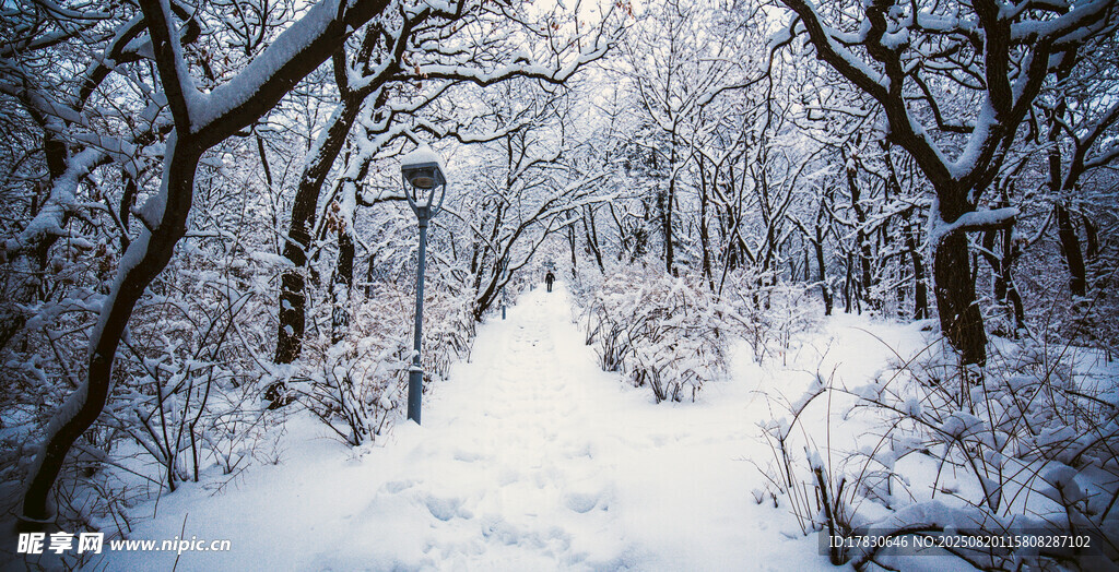 冬日雪林小徑