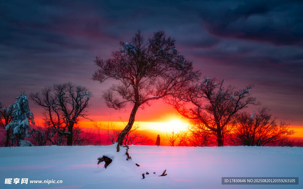 冬日雪野夕陽孤樹美景