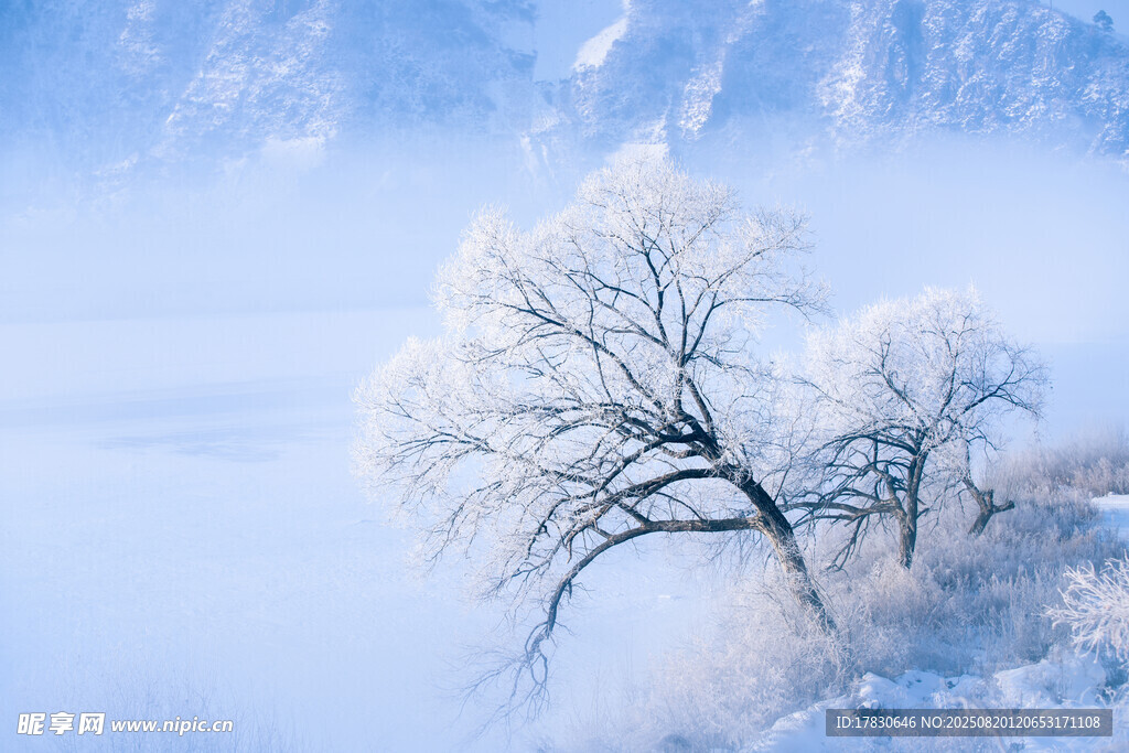 冬日霧凇雪景中的孤樹