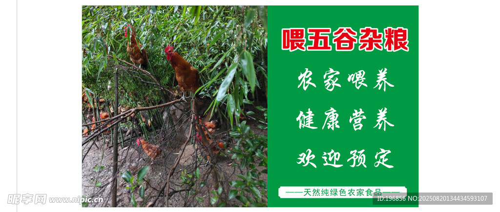 農(nóng)家散養(yǎng)雞