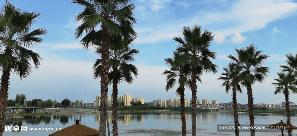 海濱整齊排列的棕櫚樹風景