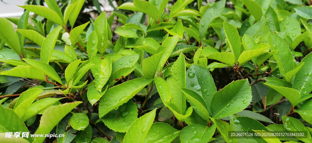 翠綠葉片植物特寫