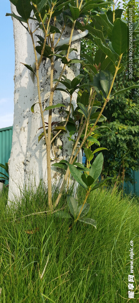 草叢中的新枝與灰色樹基