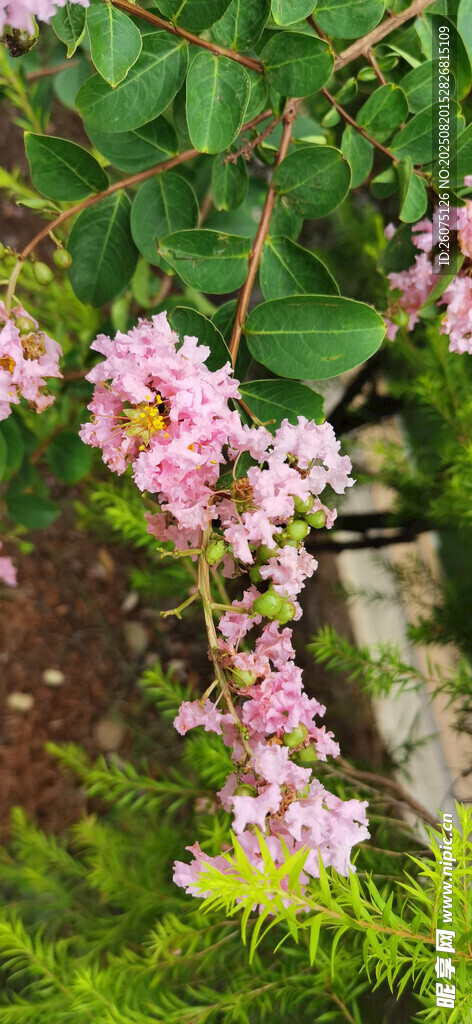 垂掛的粉色爛漫花卉