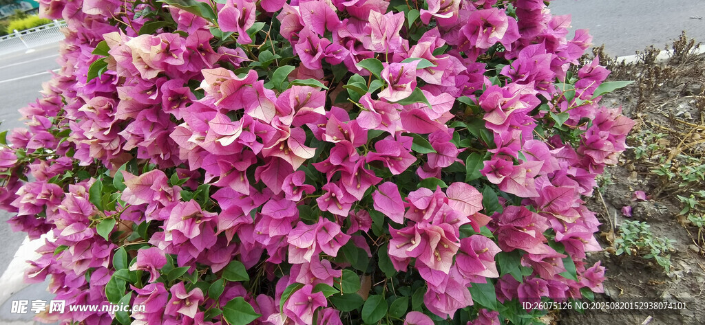 艷麗紫花綻放