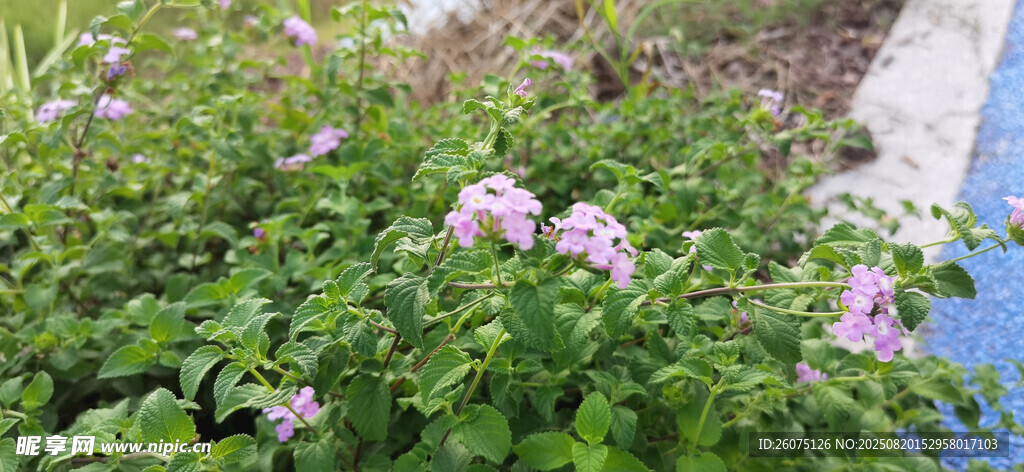 綠葉叢中的嬌艷粉色花朵
