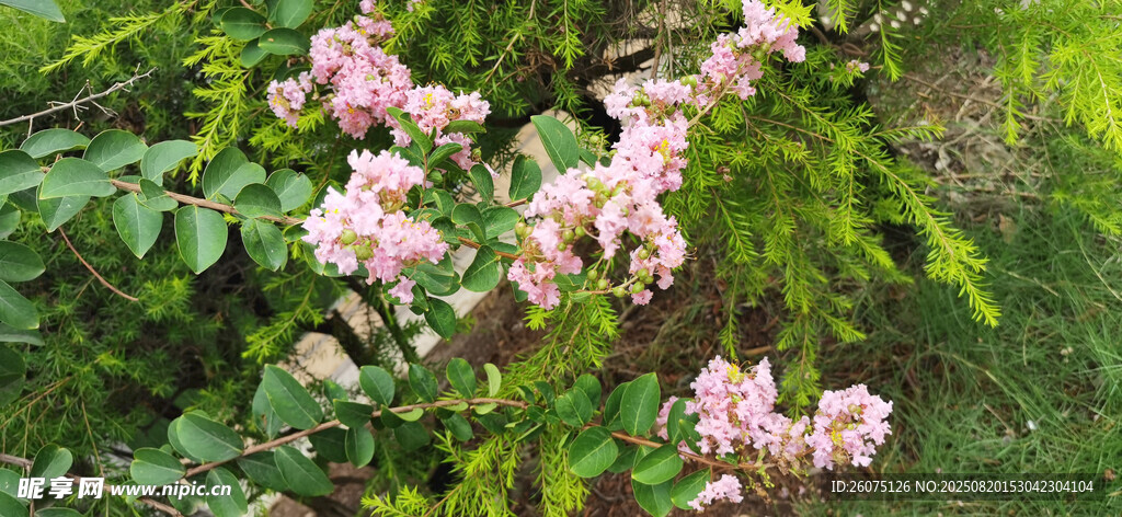 枝頭綻放的粉嫩紫薇花朵