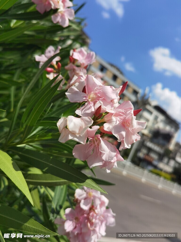 路邊綻放的粉色夾竹桃