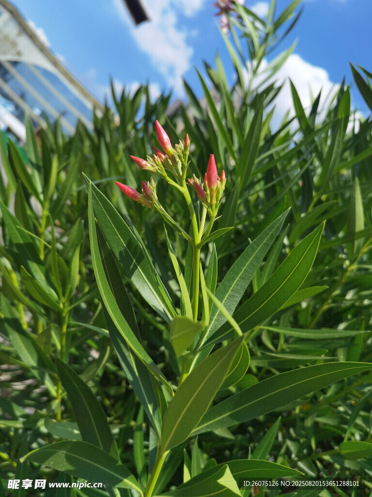 綠葉間的嬌艷夾竹桃花蕾