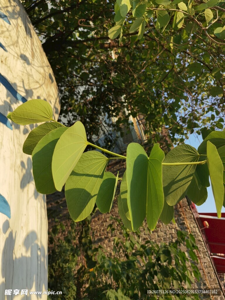 綠葉攀附墻面生機盎然