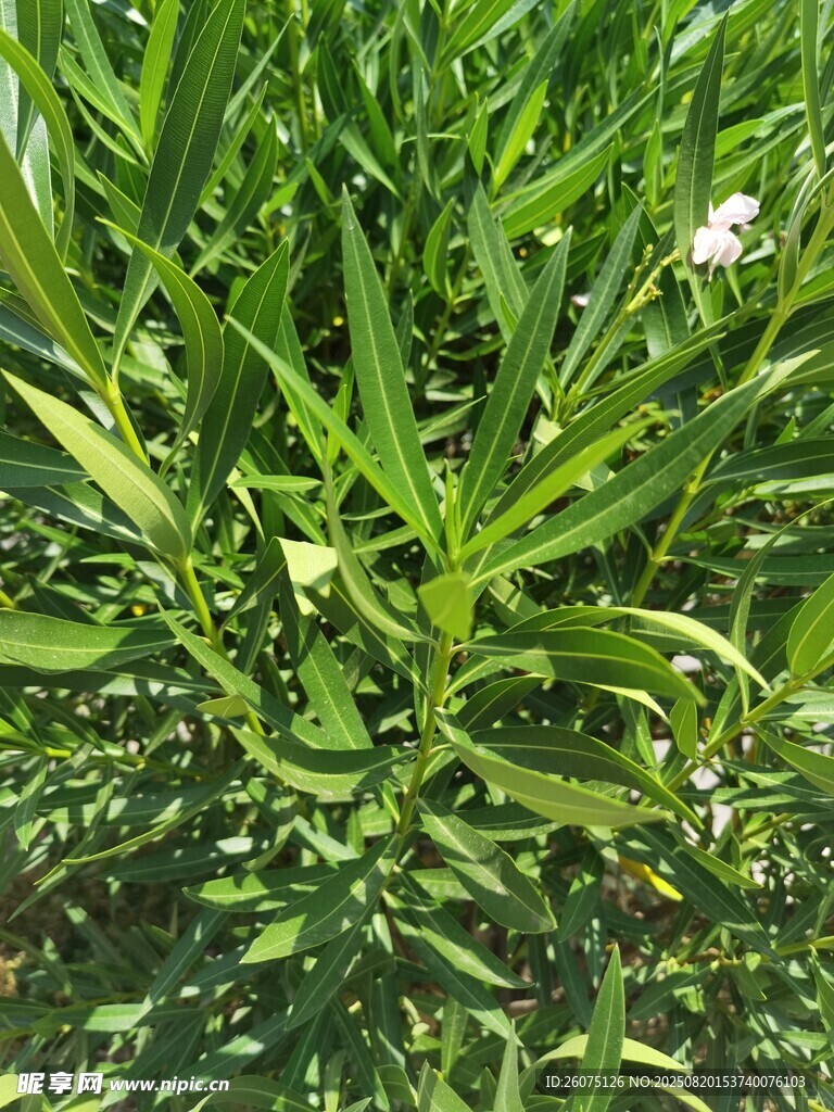 翠綠夾竹桃枝葉與白花