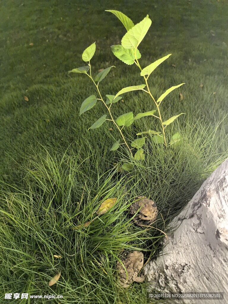 墻邊嫩綠植物與兩只蟾蜍生機盎然
