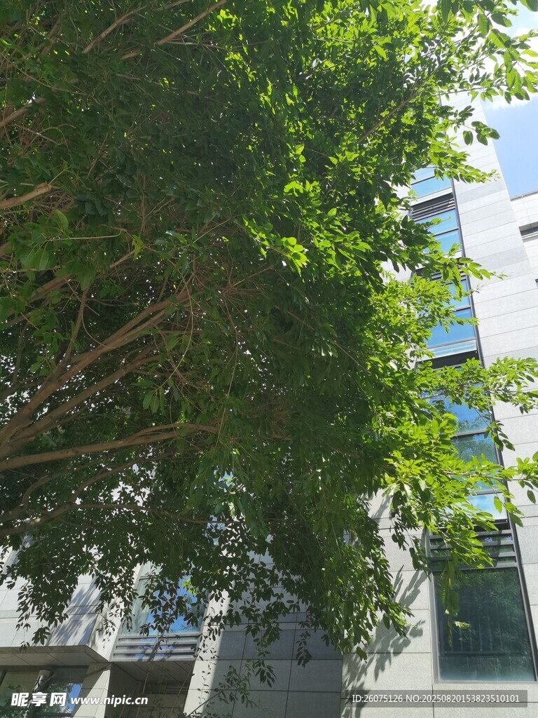 城市中繁茂綠樹(shù)與建筑