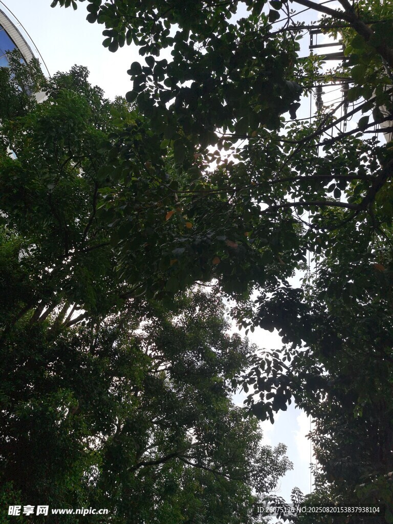 仰視茂密樹林樹冠