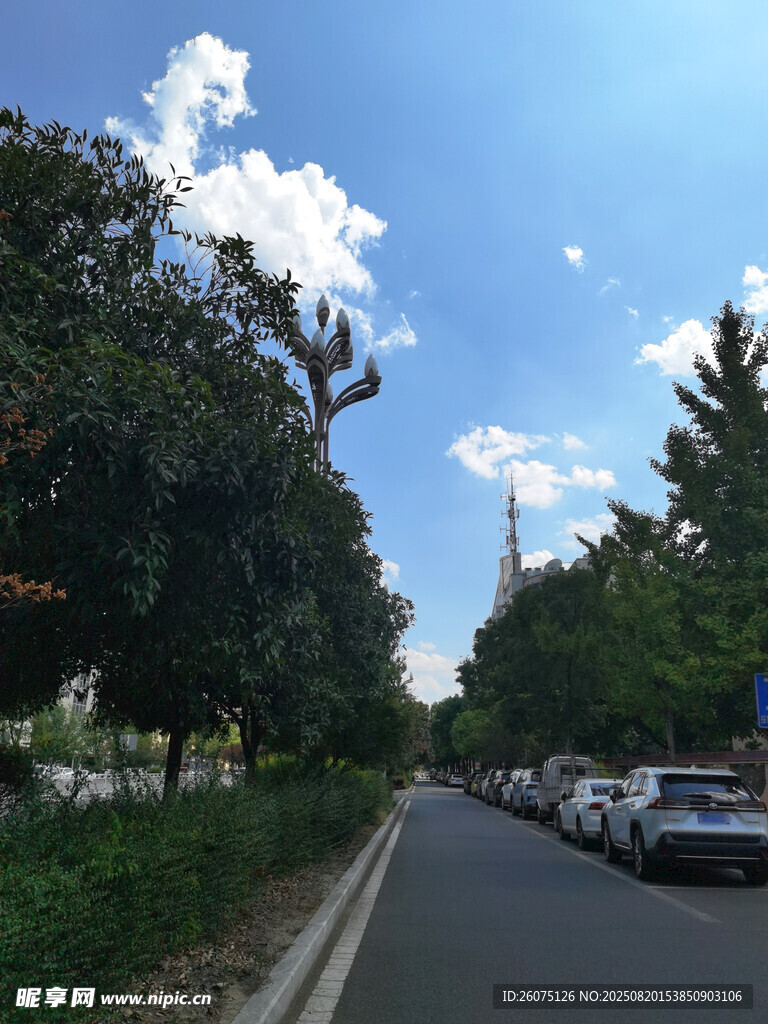 林蔭大道上的停車風景