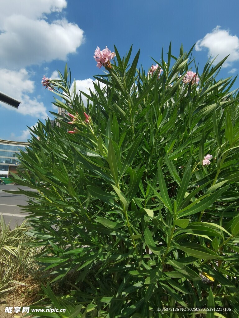 路邊綻放的夾竹桃