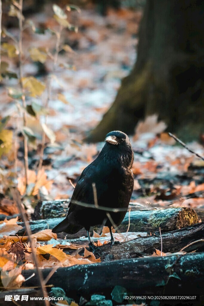 林間黑鳥靜立賞秋景