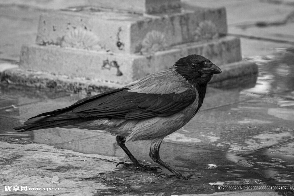 單只黑鳥立于地面