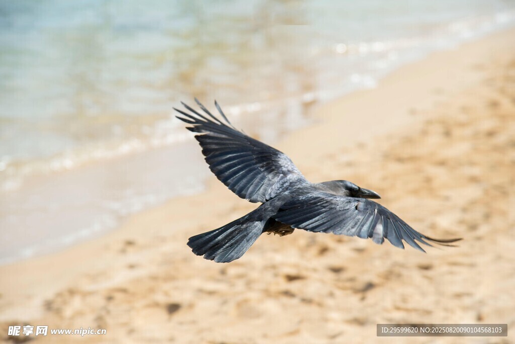 海灘上展翅飛翔的黑鳥