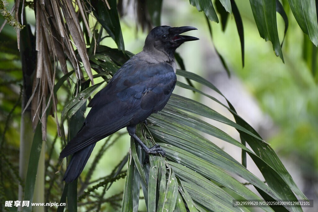 枝頭黑鳥棲于翠綠葉片間