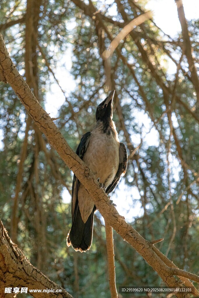 樹枝上的黑白鳥