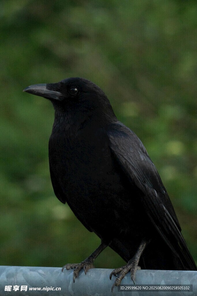 站在欄桿上的黑鳥
