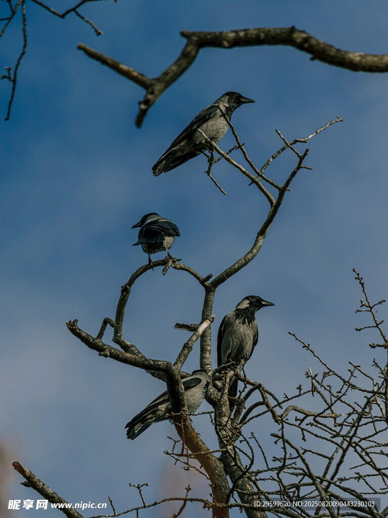 枝頭群鳥