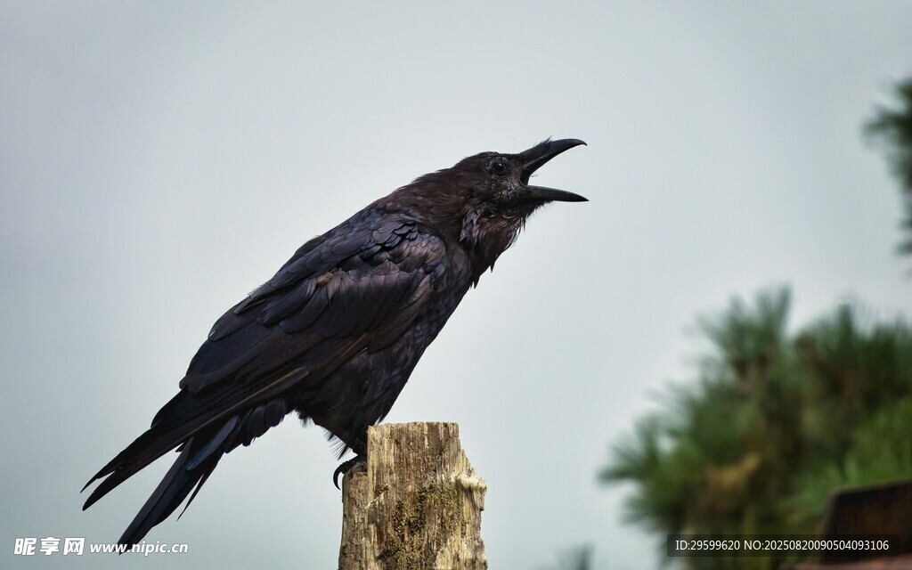枝頭鳴叫的黑烏鴉