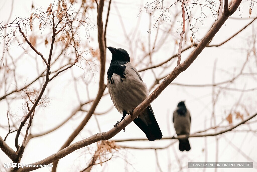 樹枝上的兩只鳥