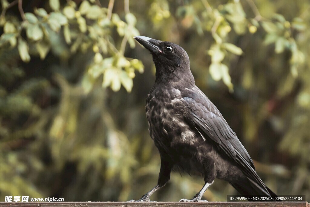 枝頭黑鳥 