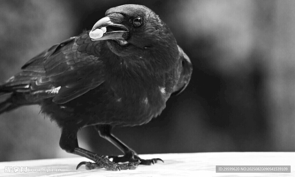站立的黑鳥
