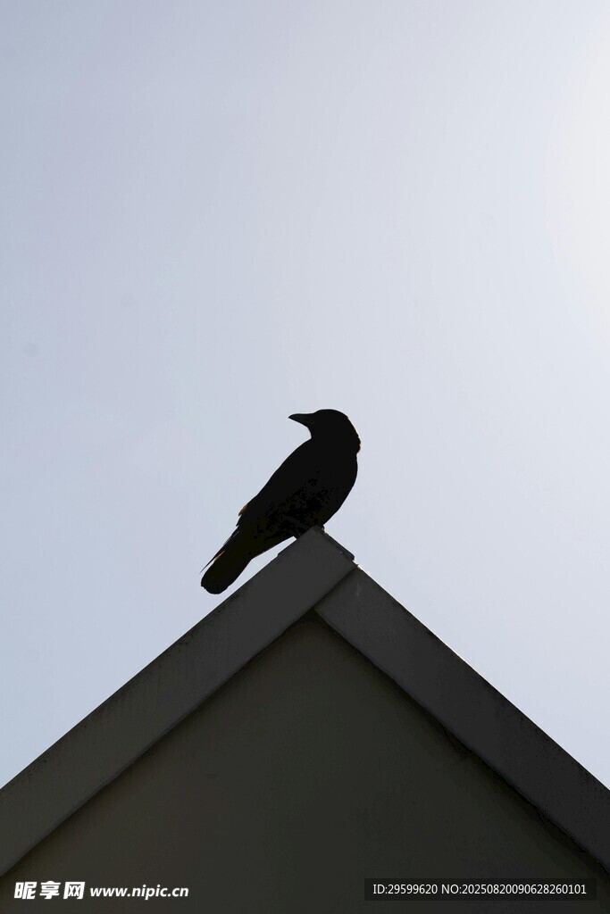 屋頂上的黑鳥