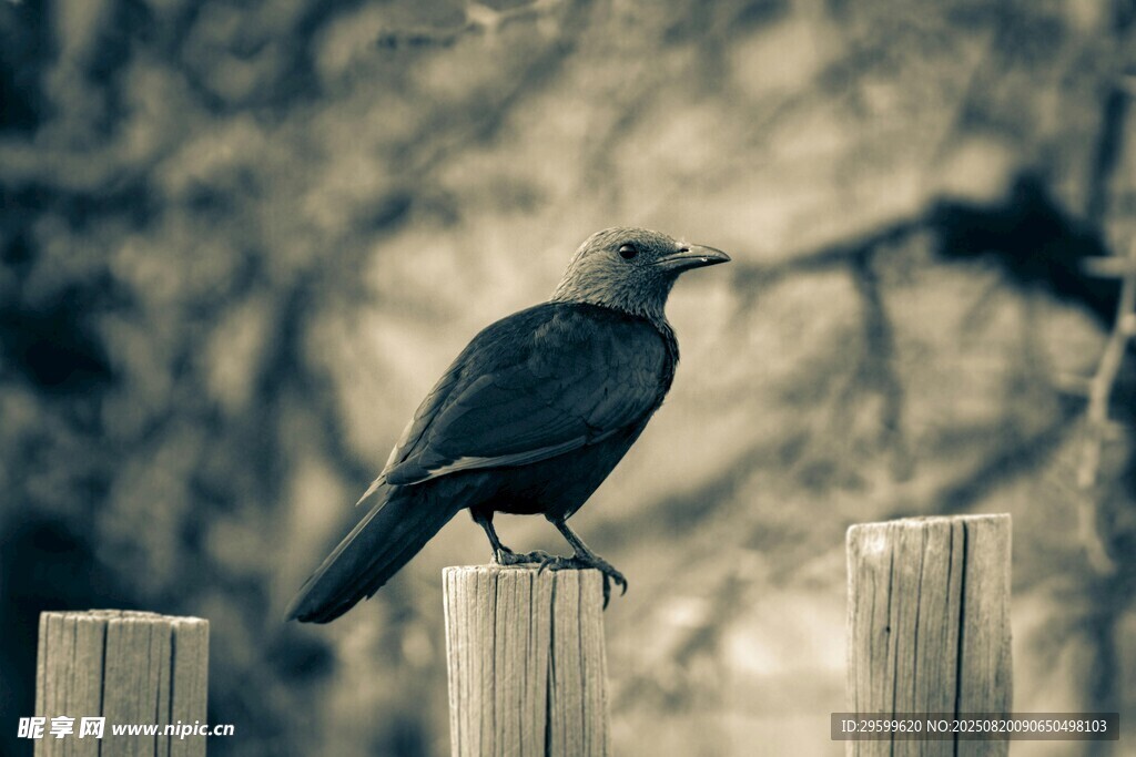 枝頭佇立的黑鳥