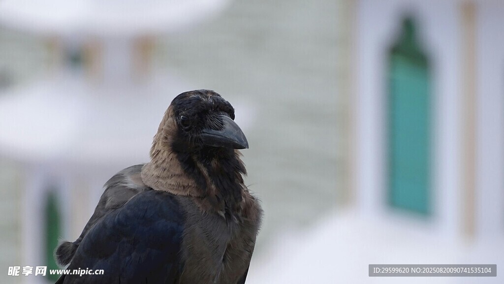 窗邊的黑鳥
