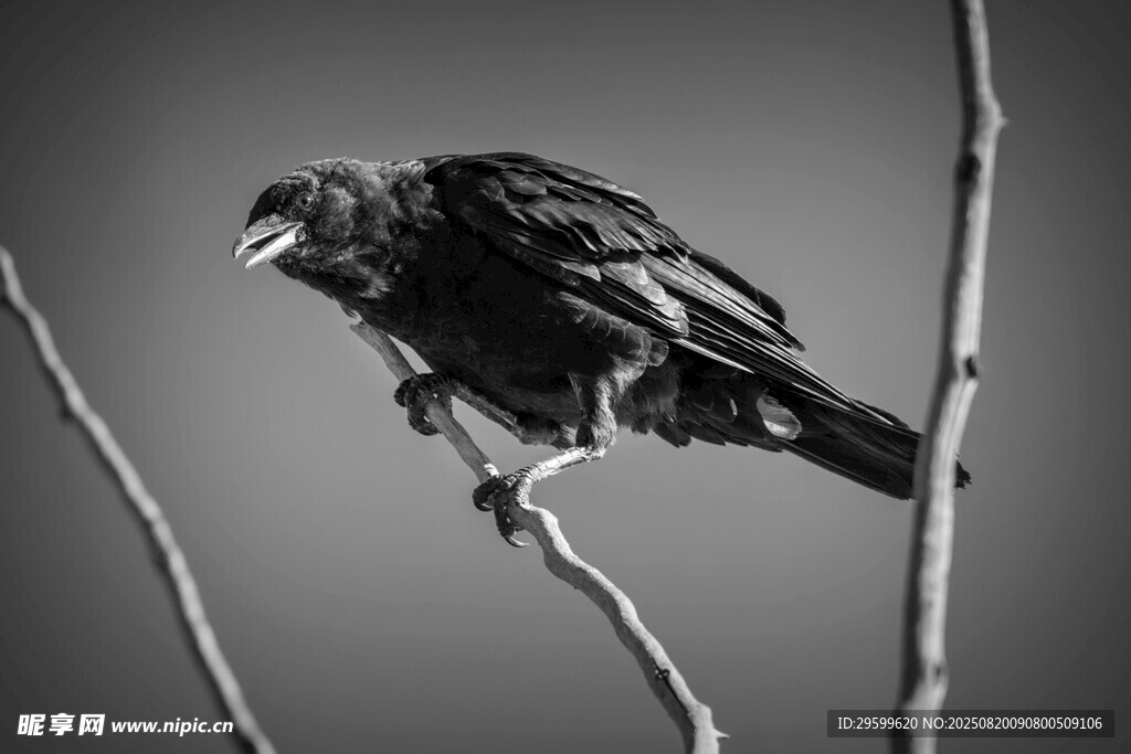 枝頭黑鳥特寫