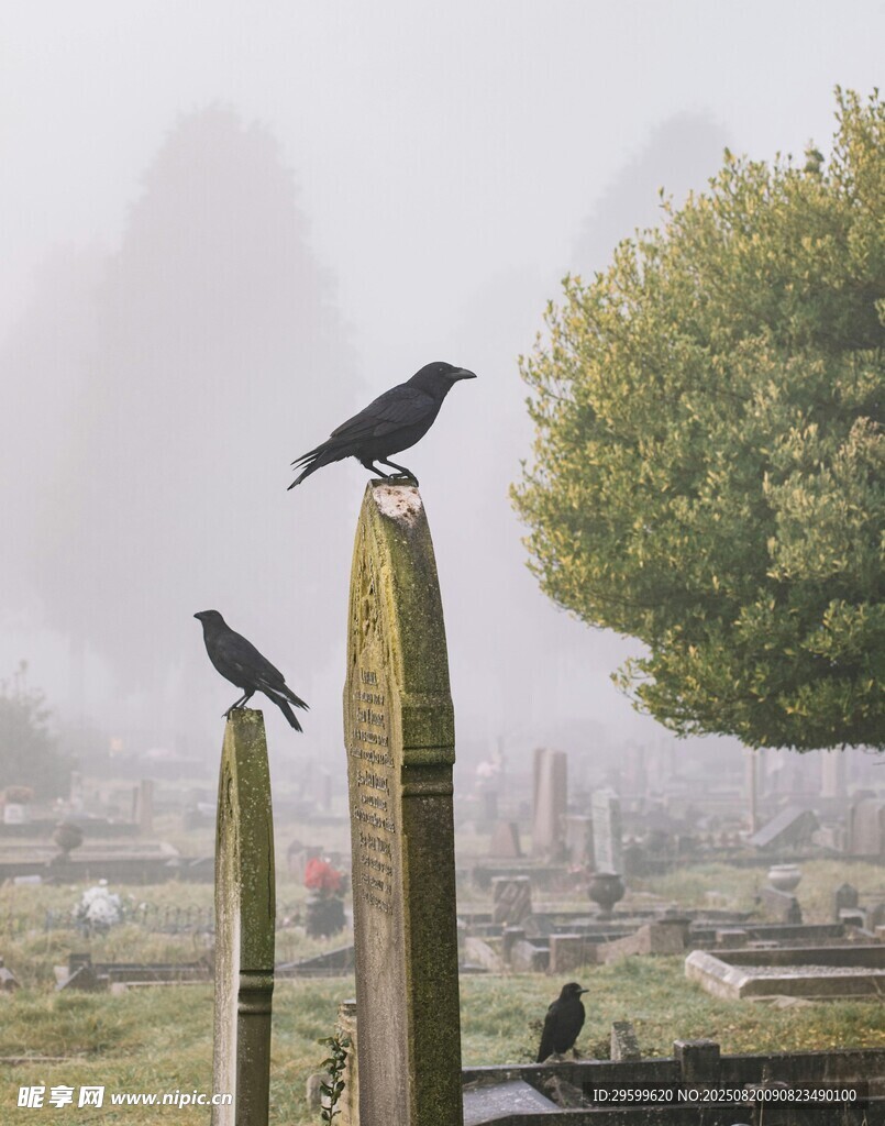 墓碑上的三只黑鳥