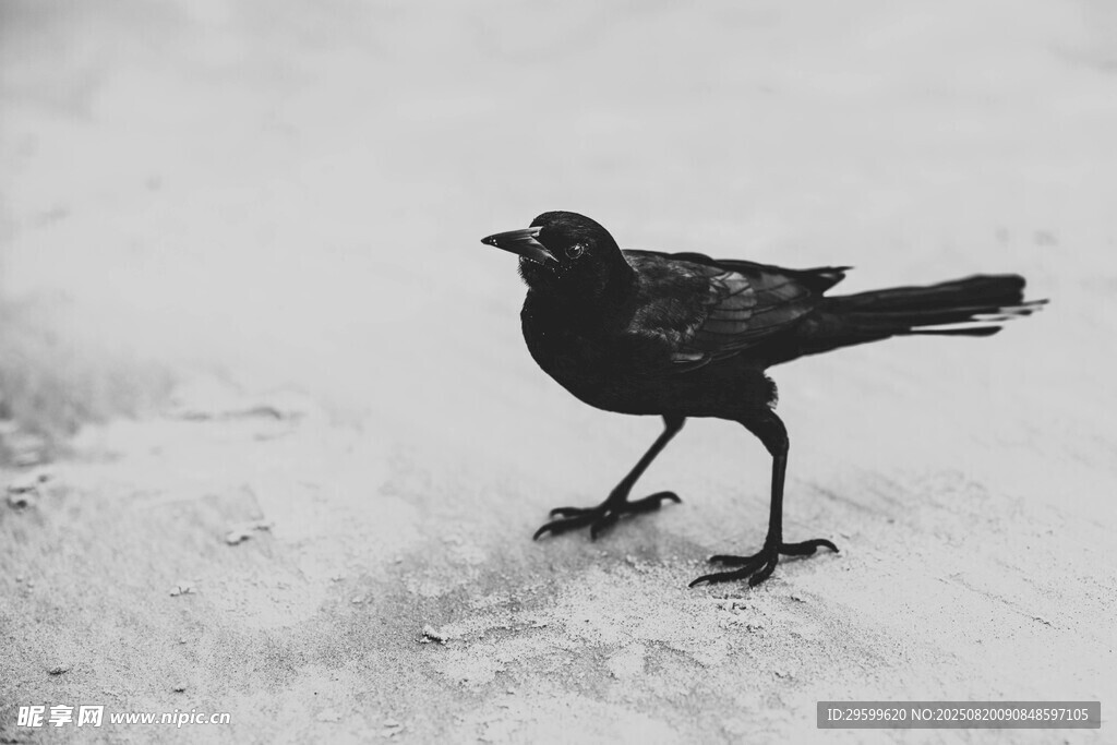 雪地中的黑鳥