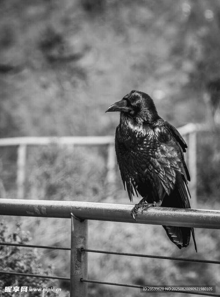 站在欄桿上的黑鳥