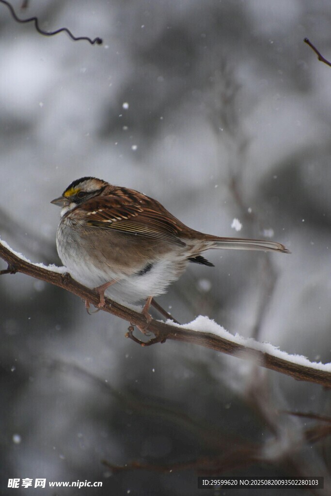 雪中棲于枝頭的小鳥