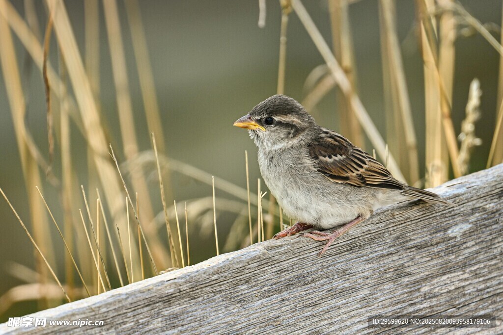 木上雀鳥