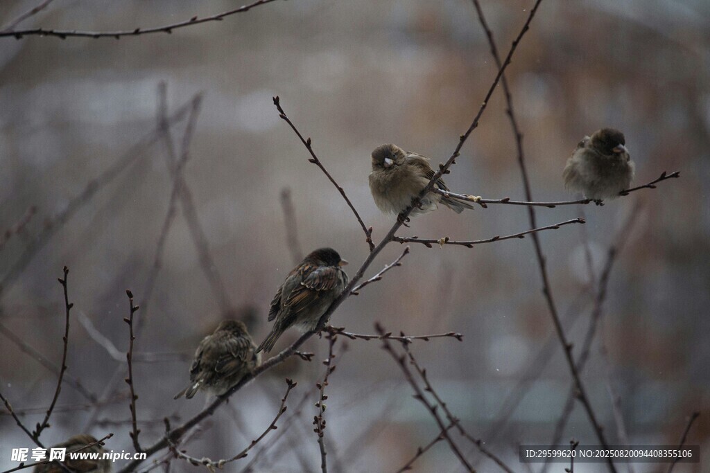 枝頭群鳥棲身冬日景象