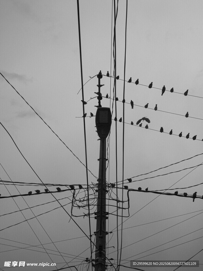 電線上的群鳥