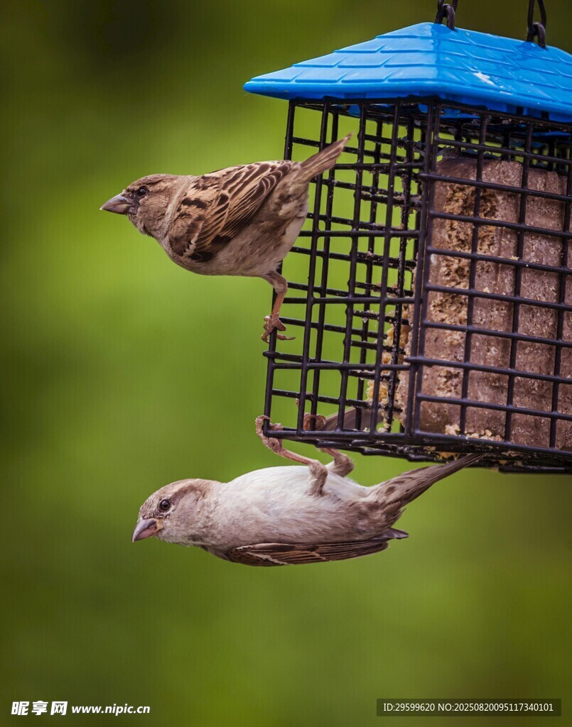 鳥兒在喂食器上覓食