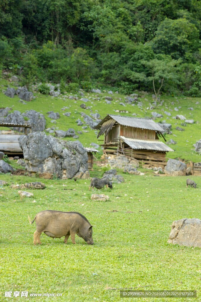 山間草地的野豬與木屋