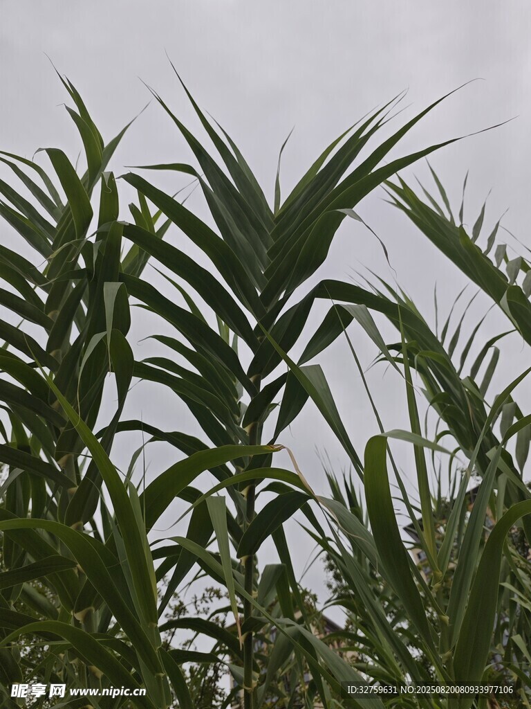翠綠挺拔的熱帶植物葉片