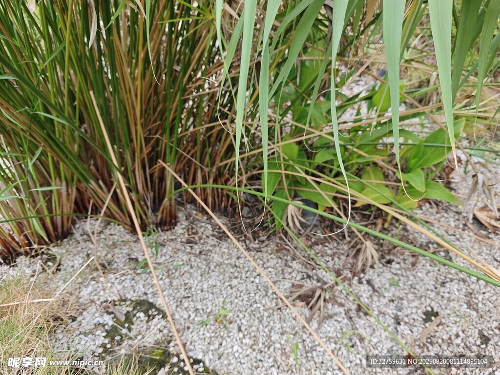 草叢下的白色菌類(lèi)景象