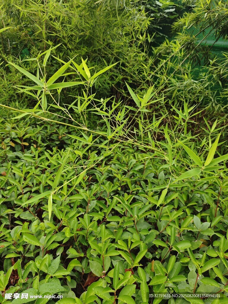 茂密綠意盎然的植物景觀