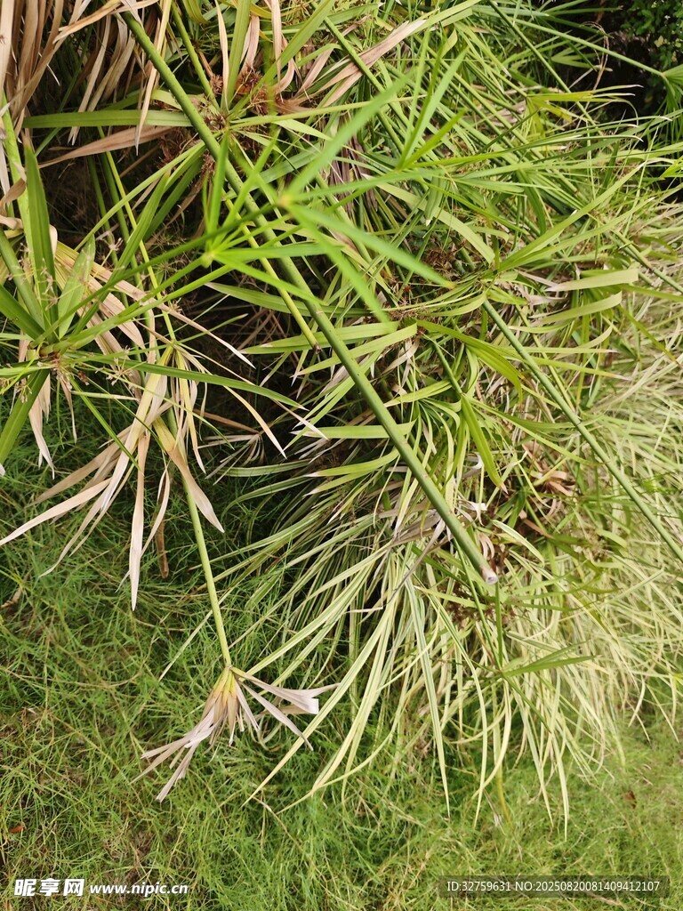 翠綠松針特寫