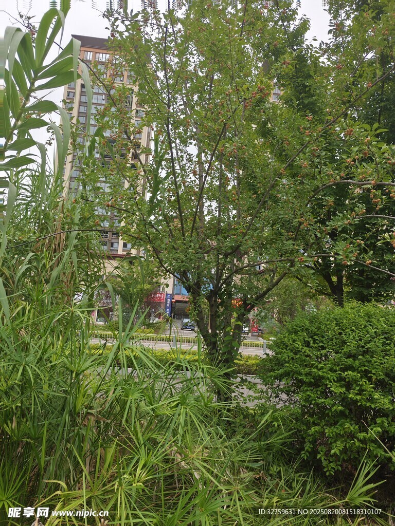 城市中的綠植景觀